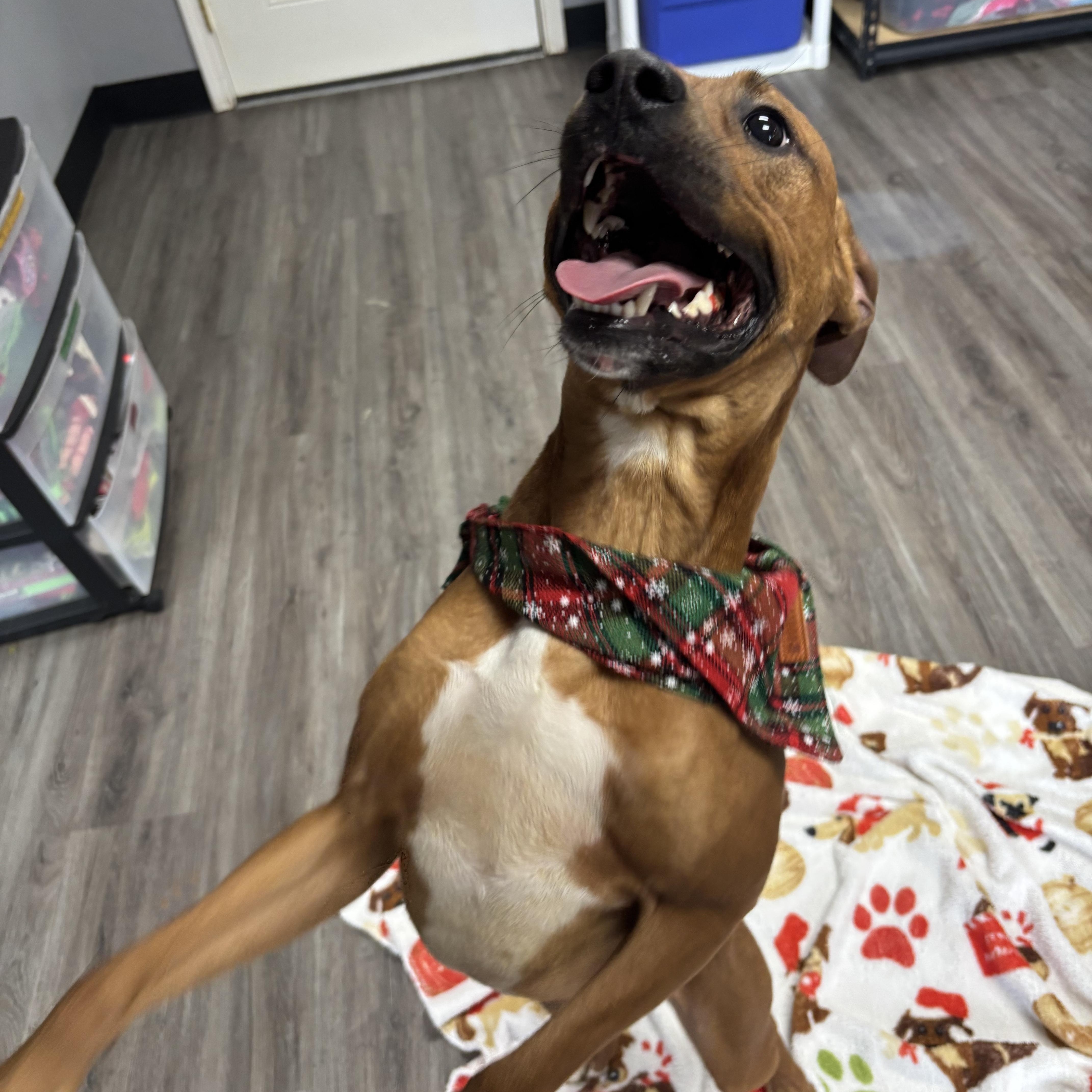 Enlarge Rudolph, a ADOPTABLE mixed breed in Circleville, OH image 2/4