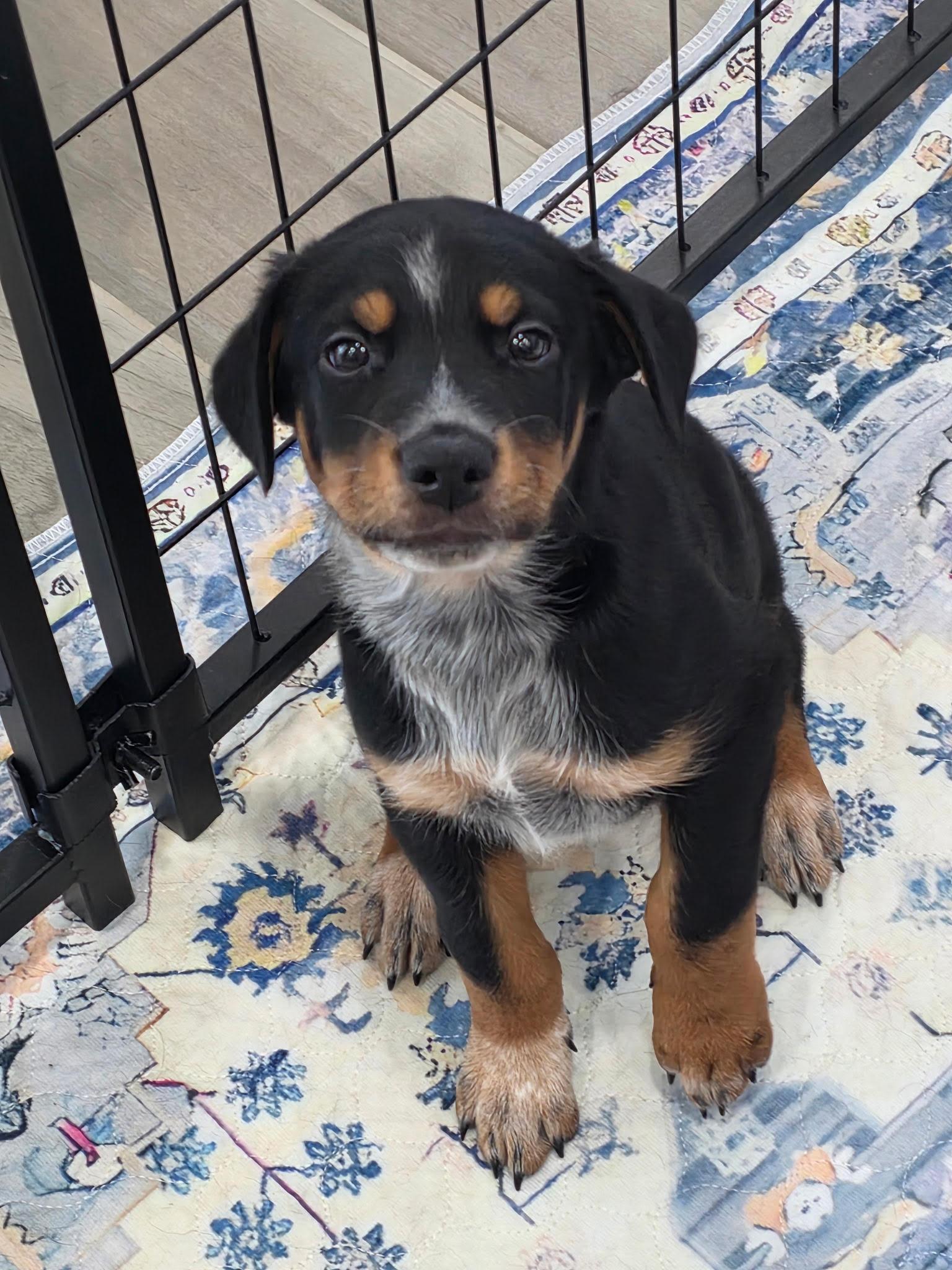 Chunk, adopted, Puppy Male Cattle Dog.
