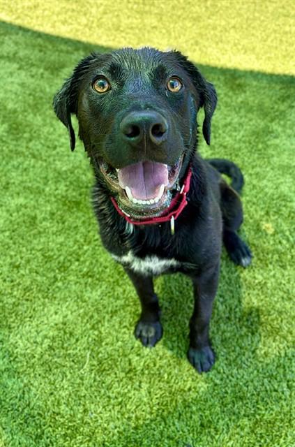 JOVIE, Adoptable, Young Male Labrador Retriever.