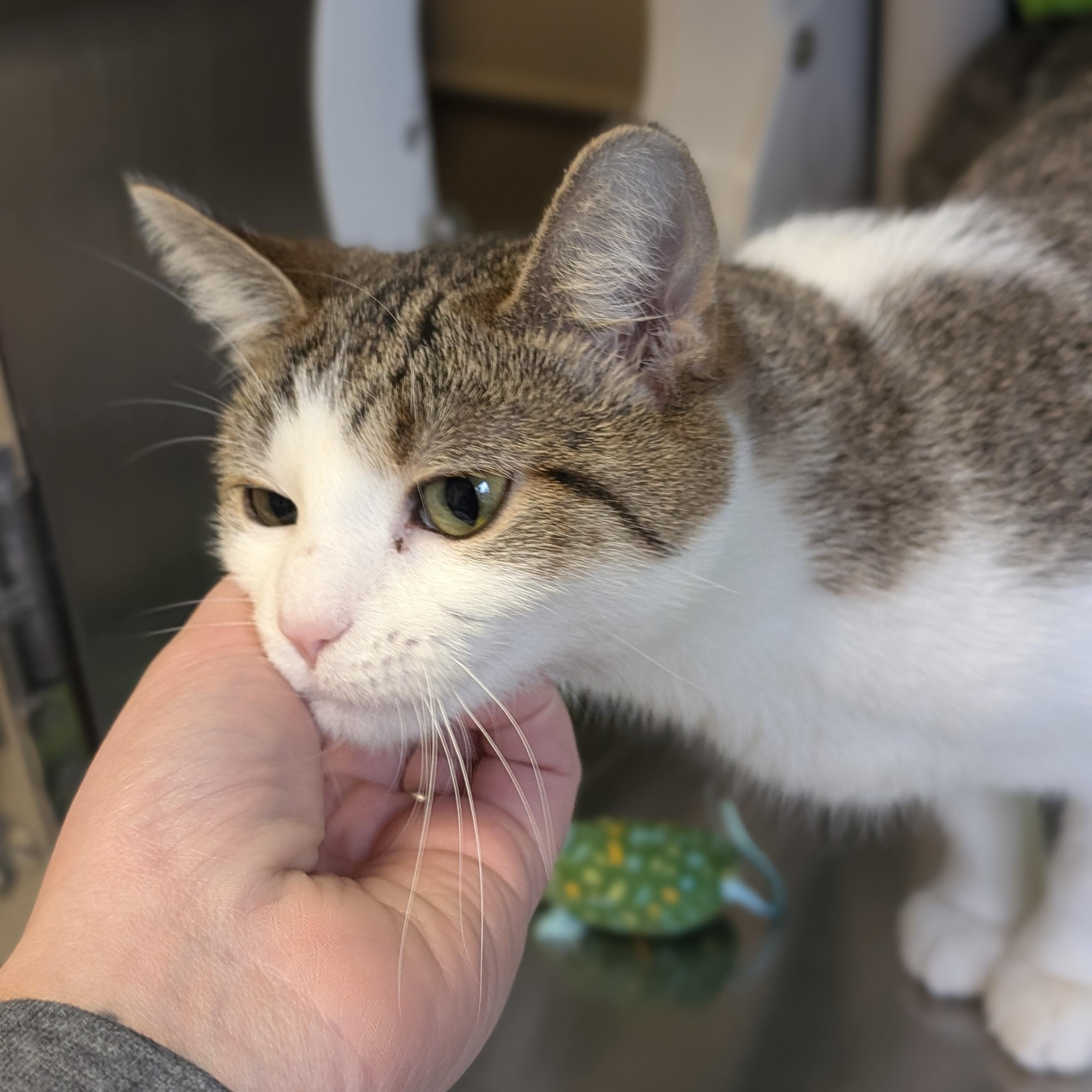 Enlarge Jonesy, an adopted Domestic Short Hair in Jefferson, WI image 2/4