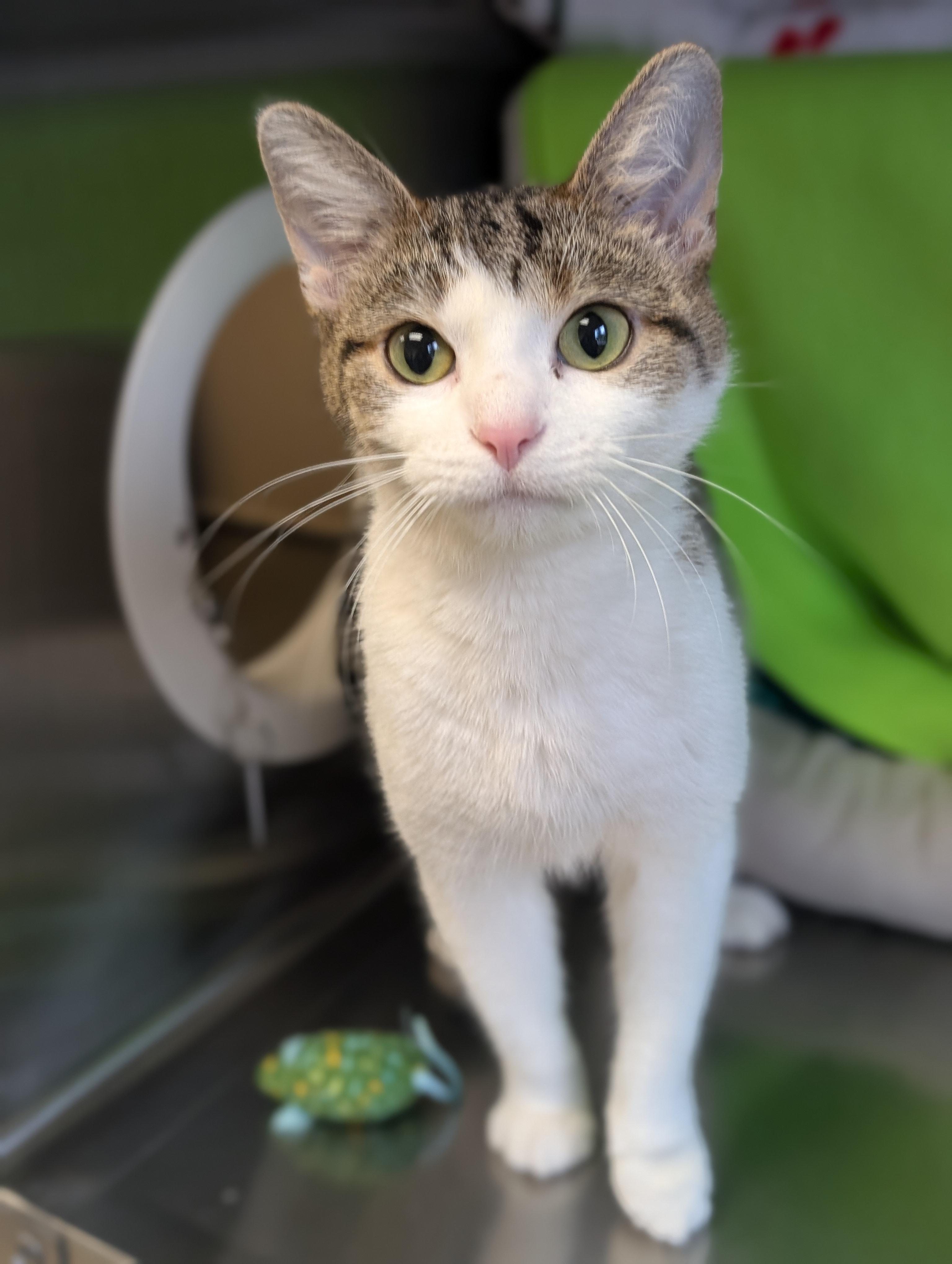 Enlarge Jonesy, an adopted Domestic Short Hair in Jefferson, WI image 4/4