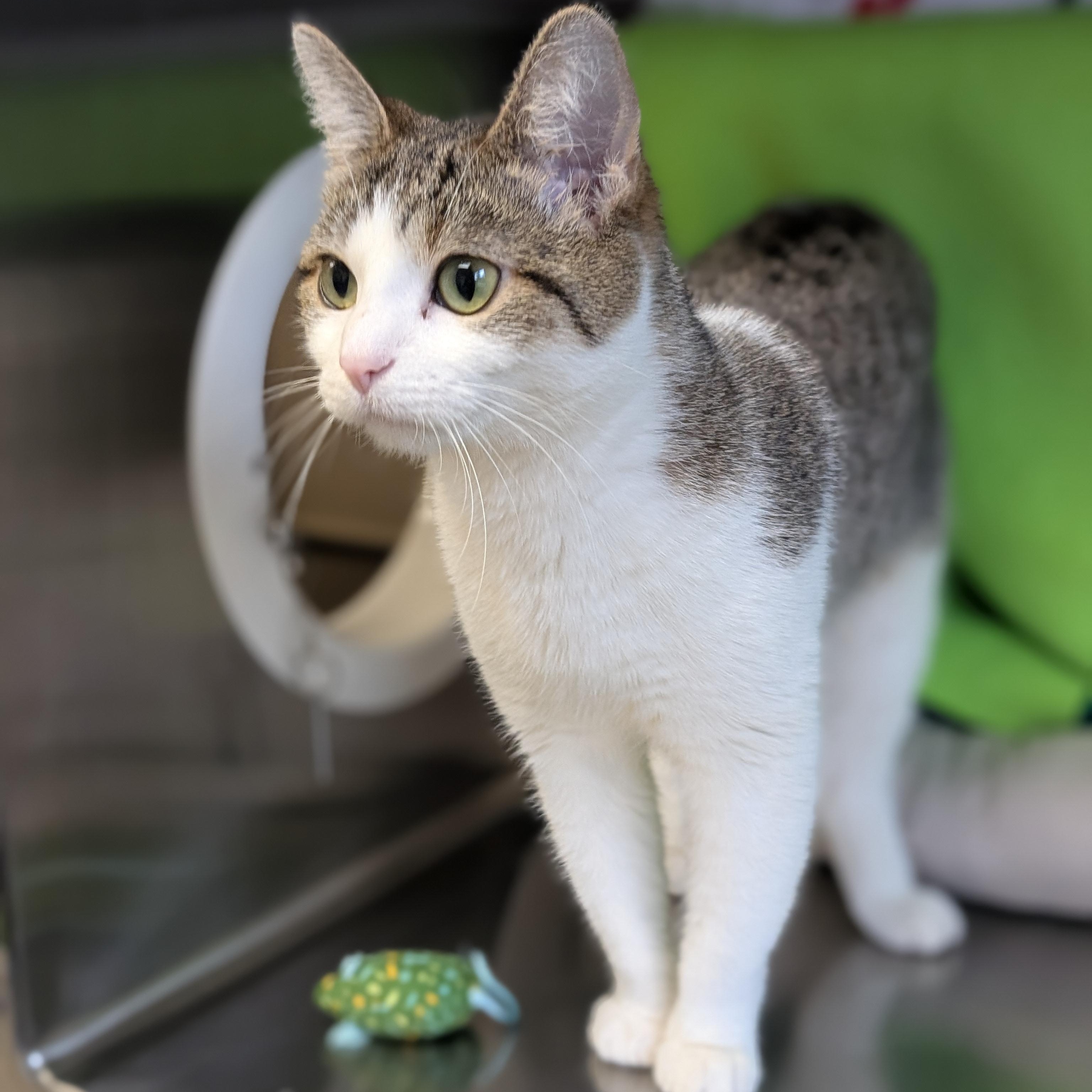 Enlarge Jonesy, an adopted Domestic Short Hair in Jefferson, WI image 3/4