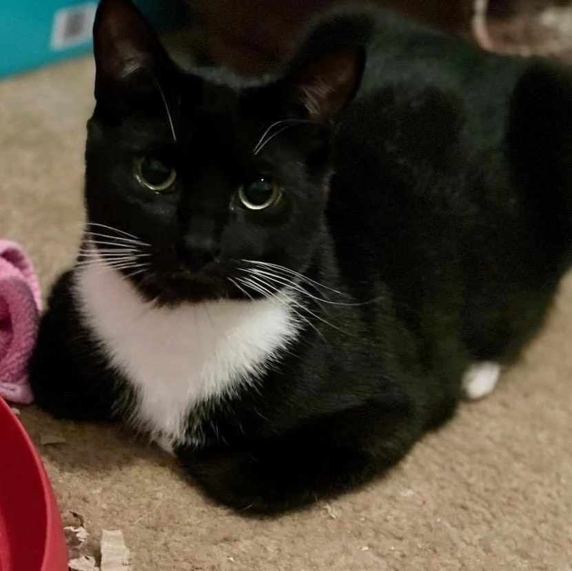 Enlarge Eeyore, a Adoptable Tuxedo in Bridgewater, NJ image 1/3