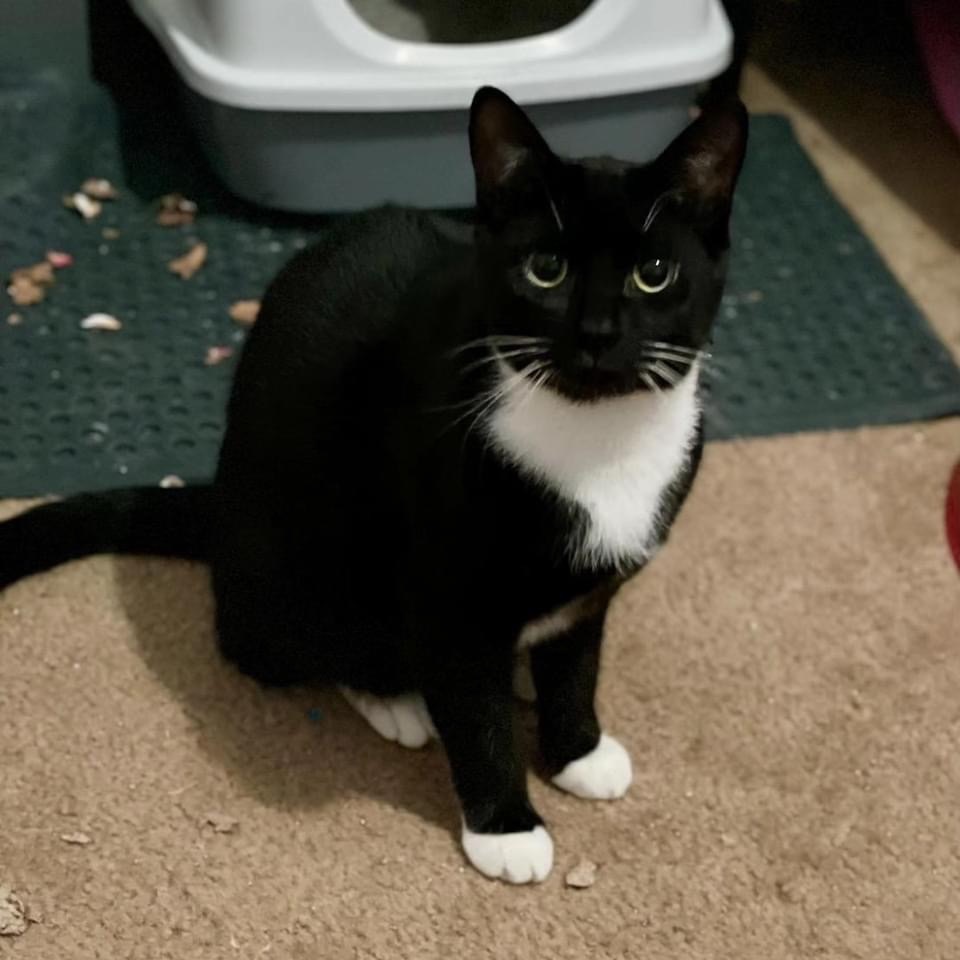 Enlarge Eeyore, a Adoptable Tuxedo in Bridgewater, NJ image 2/3