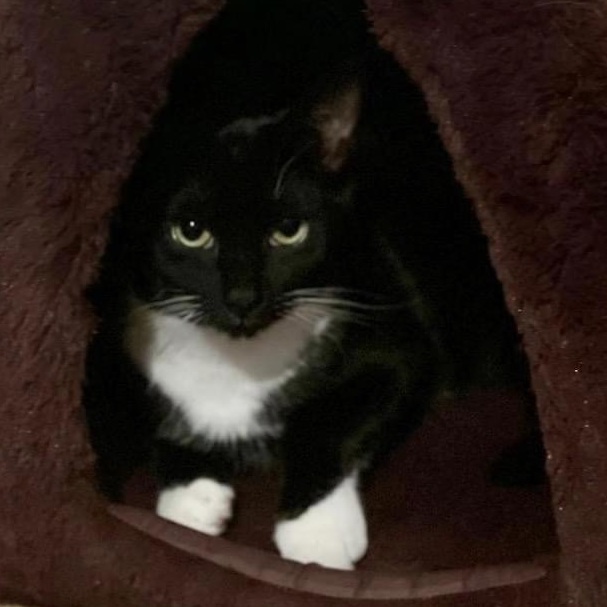 Enlarge Eeyore, a Adoptable Tuxedo in Bridgewater, NJ image 3/3