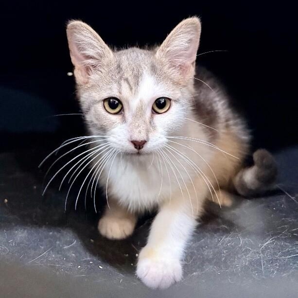 Moe Baby — thumbnail 4