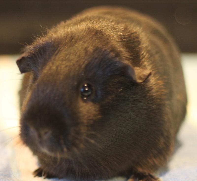Monique, a ADOPTABLE Guinea Pig in Budd Lake, NJ image 5/6