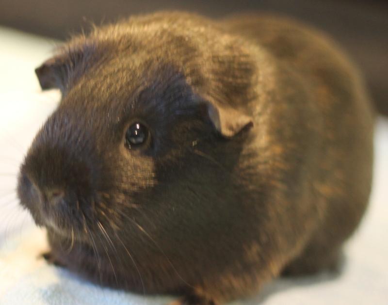 Monique, a ADOPTABLE Guinea Pig in Budd Lake, NJ image 4/6