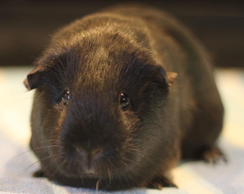 Monique, ADOPTABLE, Adult Female Guinea Pig.