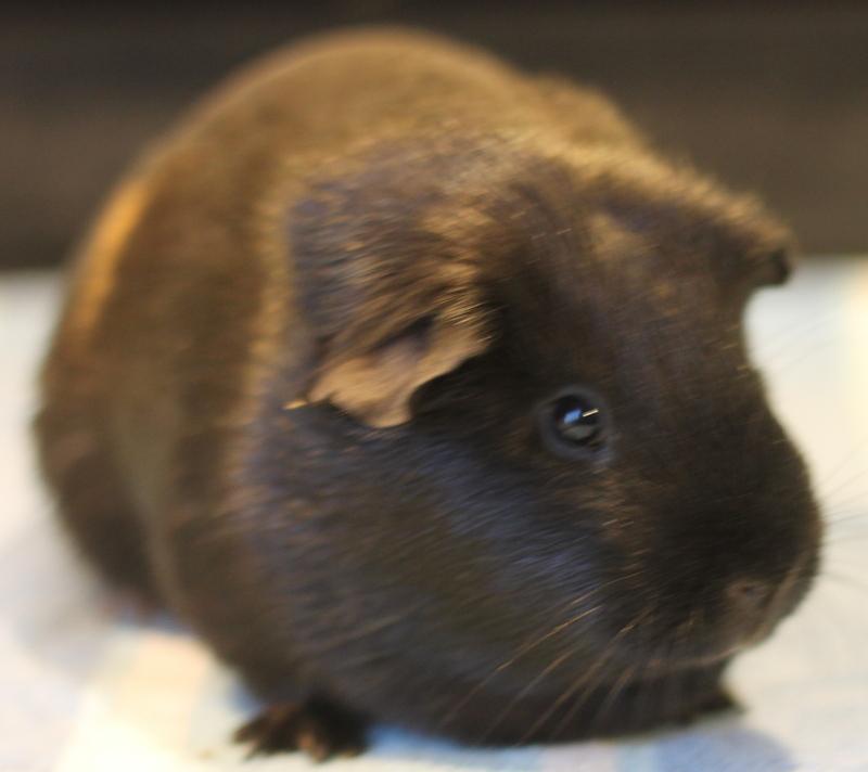 Monique, a ADOPTABLE Guinea Pig in Budd Lake, NJ image 3/6