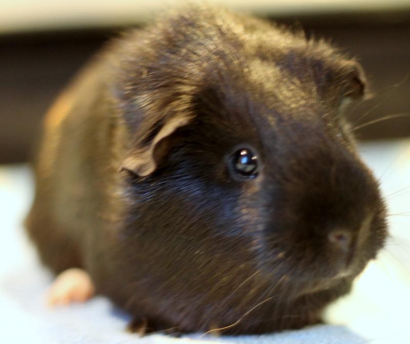 Monique, a ADOPTABLE Guinea Pig in Budd Lake, NJ image 2/6
