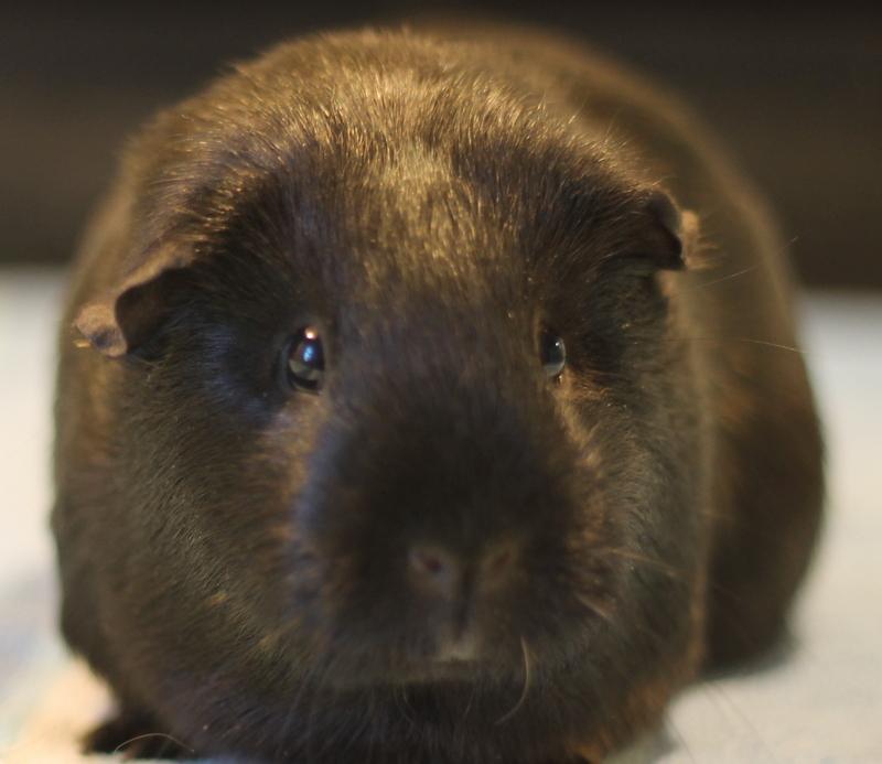 Monique, a ADOPTABLE Guinea Pig in Budd Lake, NJ image 6/6