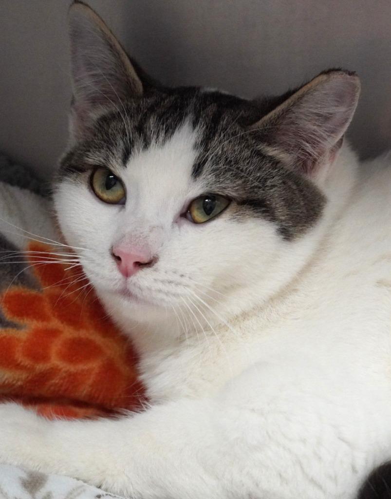 Daiquiri, Adoptable, Young Female Domestic Short Hair.