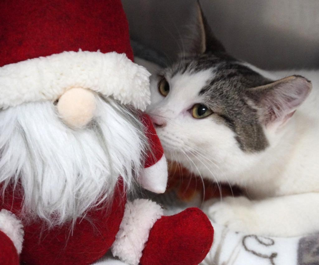 Daiquiri, Adoptable, Young Female Domestic Short Hair.