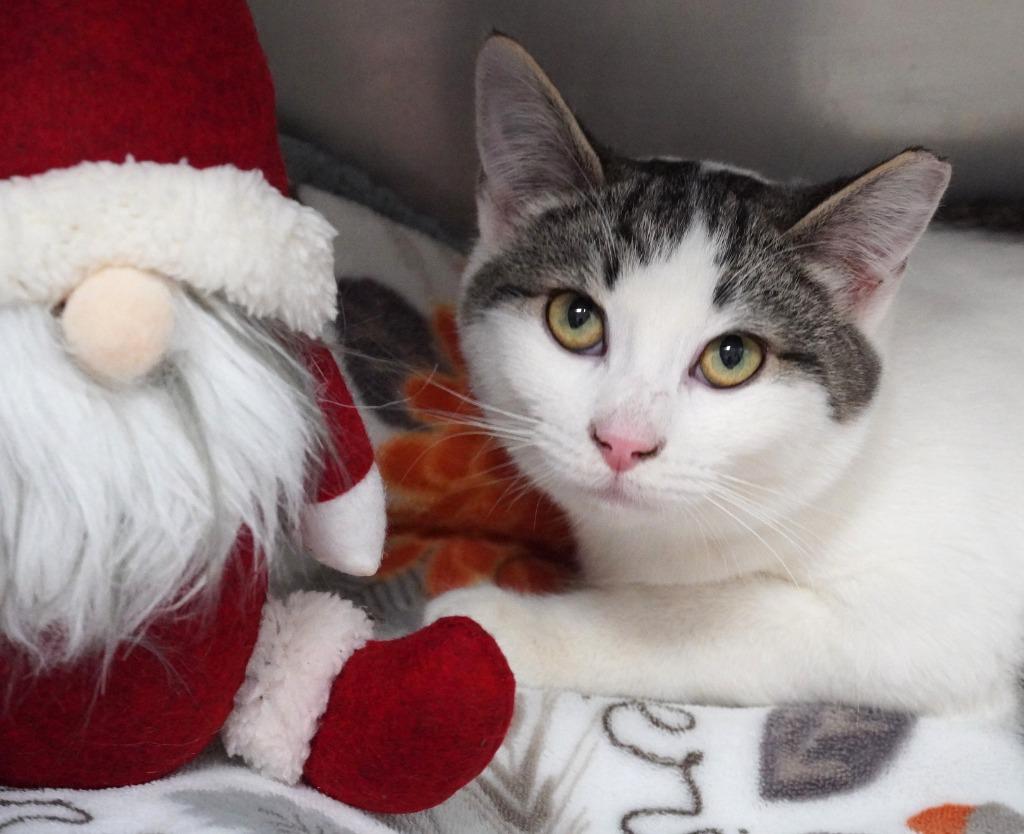 Enlarge Daiquiri, a Adoptable mixed breed image 2/5