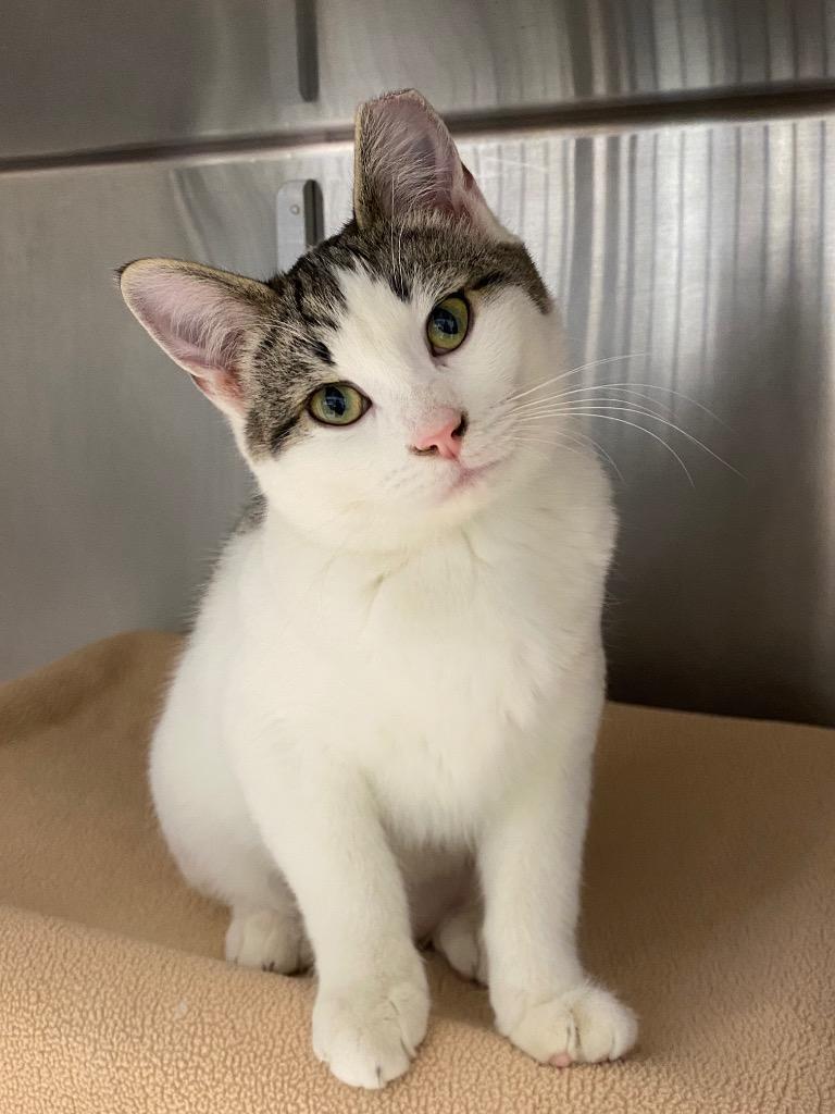 Enlarge Daiquiri, a Adoptable mixed breed image 3/5