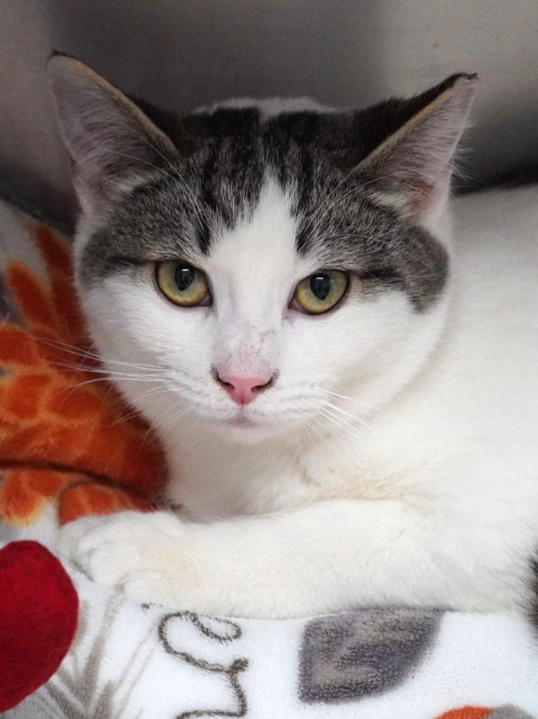 Enlarge Daiquiri, a Adoptable mixed breed image 4/5