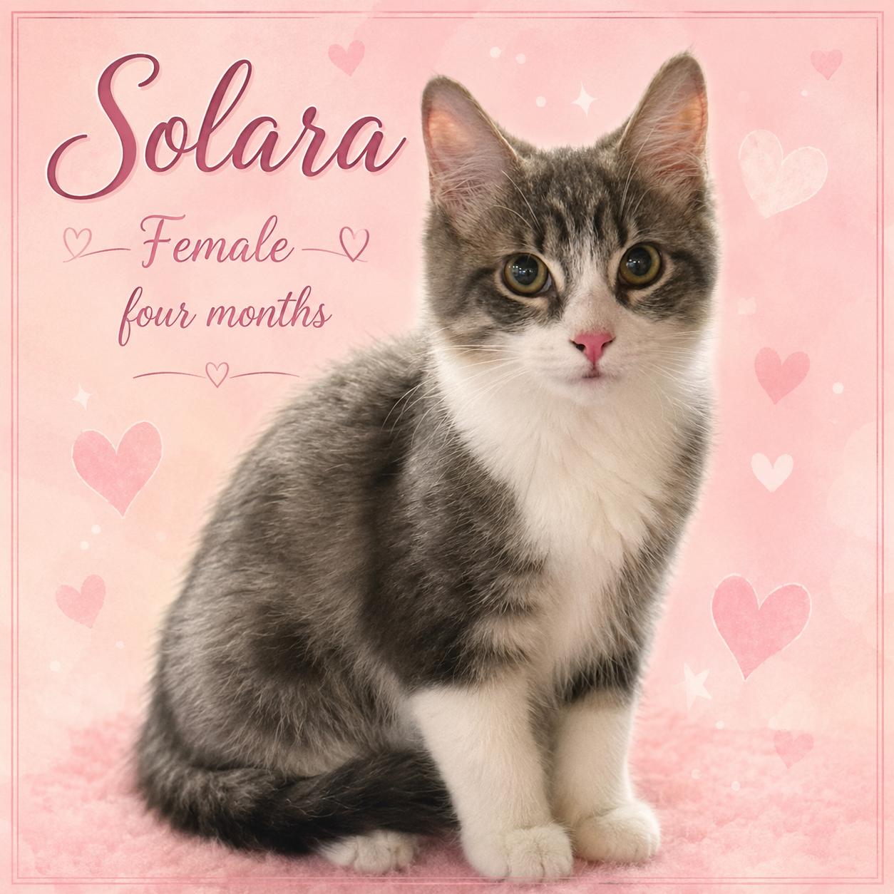 SOLARA 4 MONTHS AND SUGAR AVAILABLE AT PETSMART NORTHWEST RENO, an adopted mixed breed in Reno, NV image 2/2