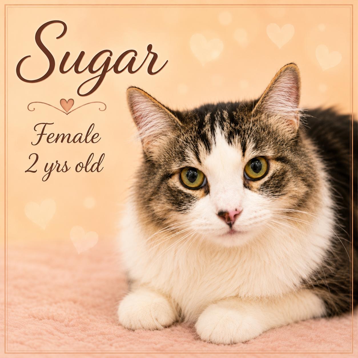 SOLARA 4 MONTHS AND SUGAR AVAILABLE AT PETSMART NORTHWEST RENO, adopted, Young Female Domestic Long Hair.