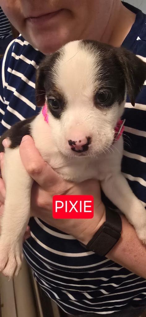 Pixie, a Adoptable mixed breed in Raleigh, NC image 1/6