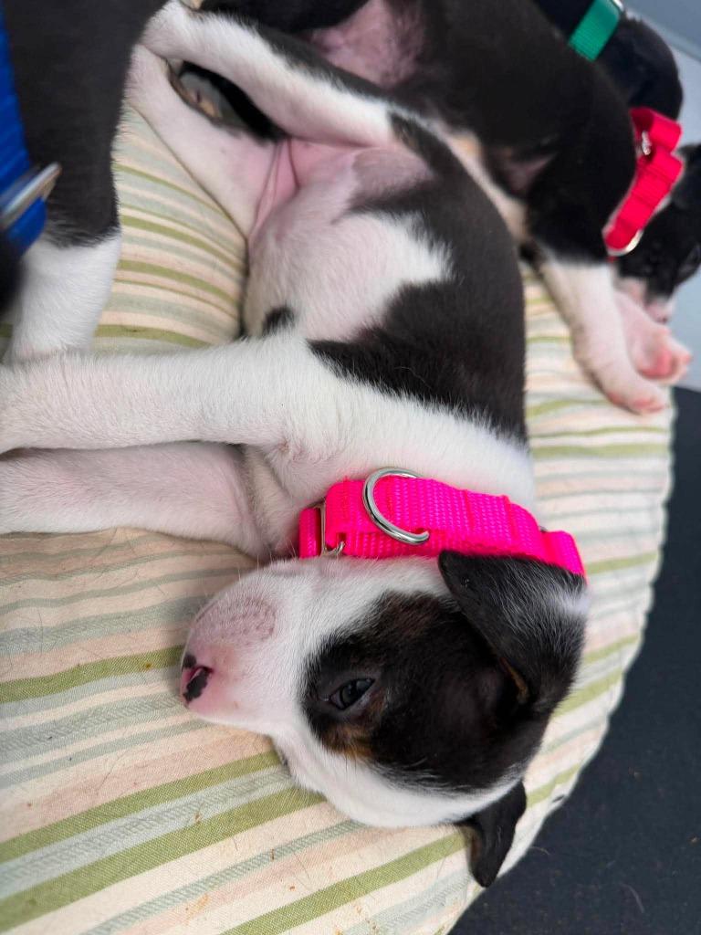 Pixie, a Adoptable mixed breed in Raleigh, NC image 2/6