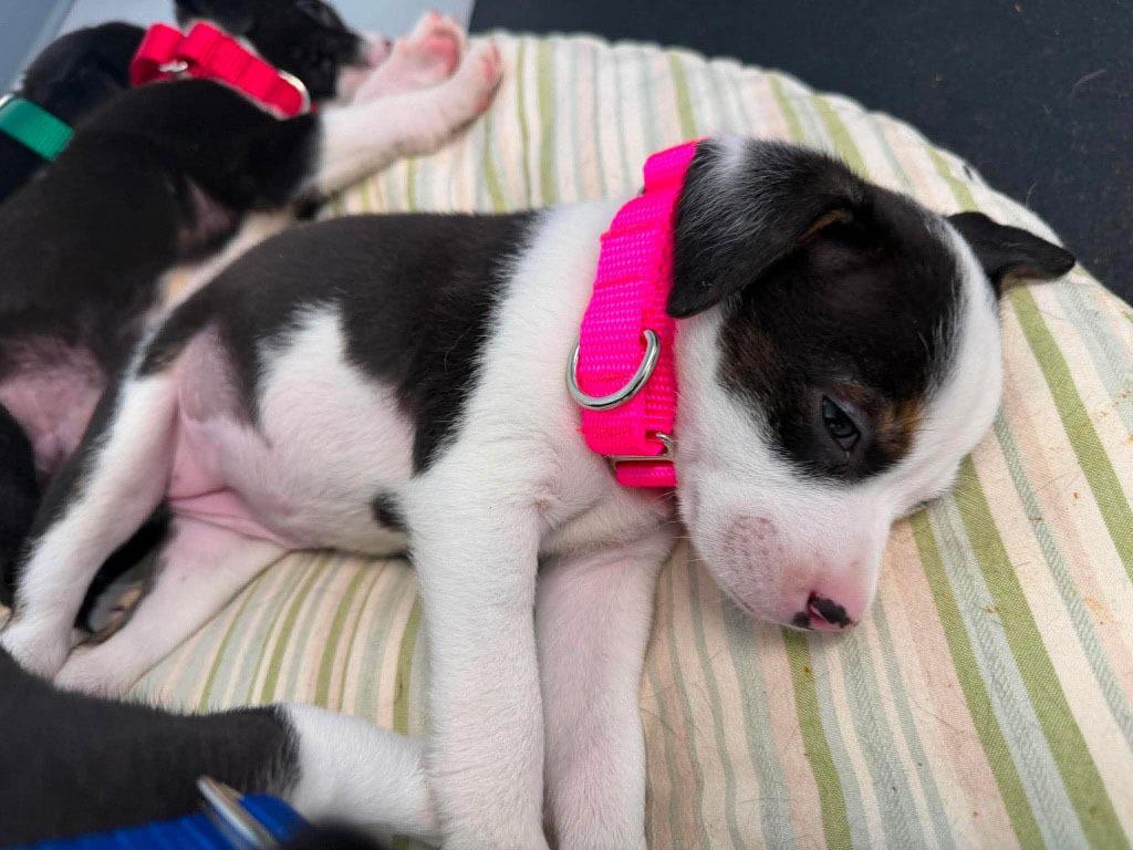 Pixie, a Adoptable mixed breed in Raleigh, NC image 4/6