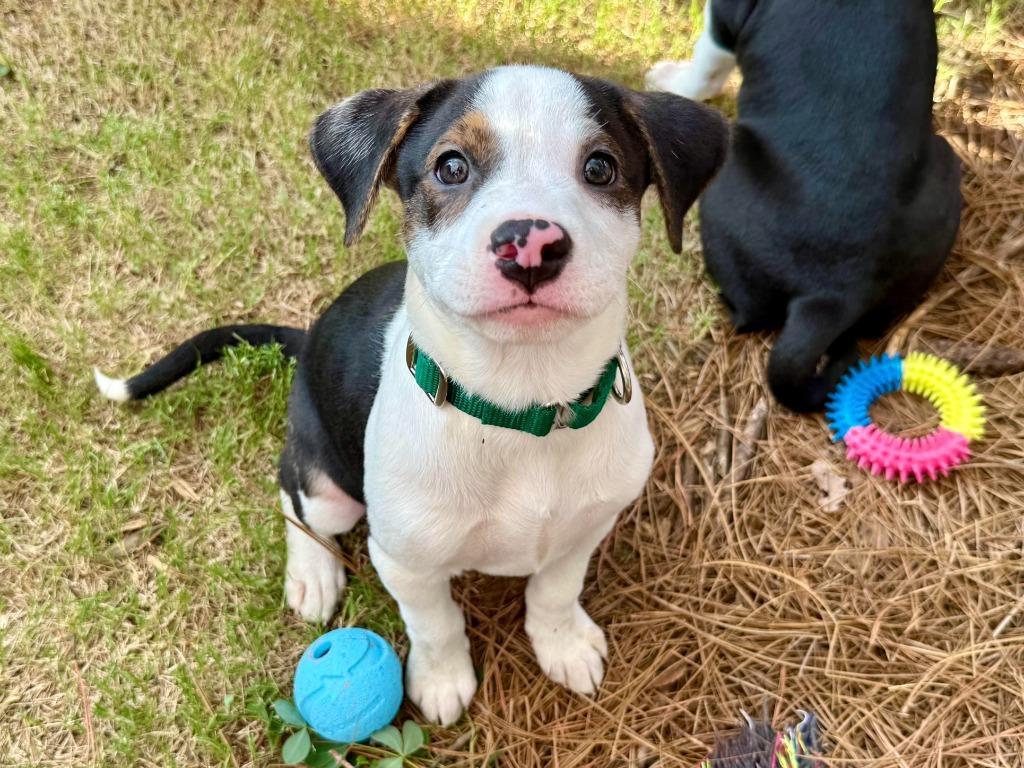 Pixie, a Adoptable mixed breed in Raleigh, NC image 5/6