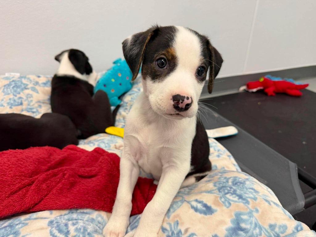 Pixie, a Adoptable mixed breed in Raleigh, NC image 6/6