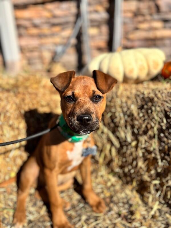 Phoebe, Adoptable, Puppy Female Terrier & Mixed Breed.