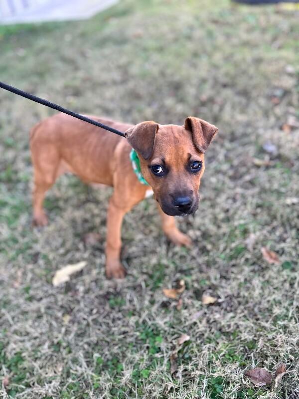 Phoebe, a Adoptable mixed breed image 2/6