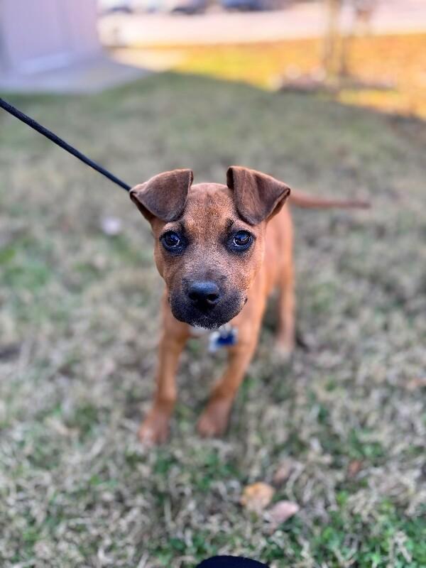 Phoebe, a Adoptable mixed breed image 3/6