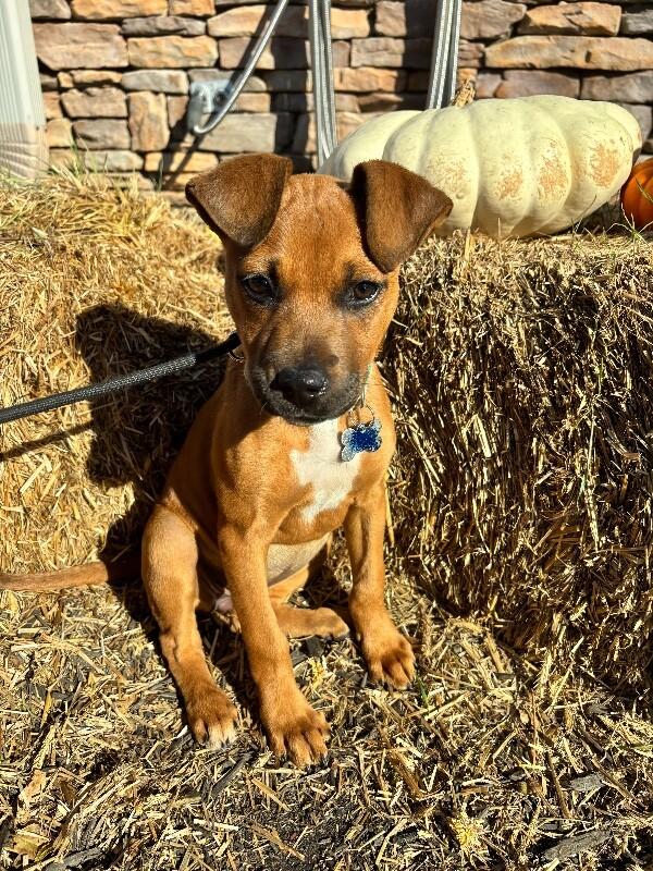 Phoebe, a Adoptable mixed breed image 4/6