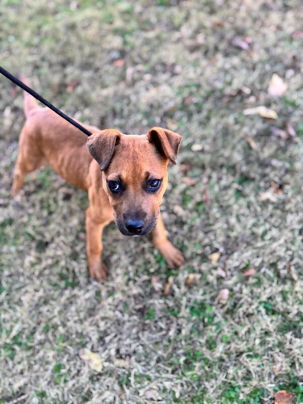 Phoebe, a Adoptable mixed breed image 5/6