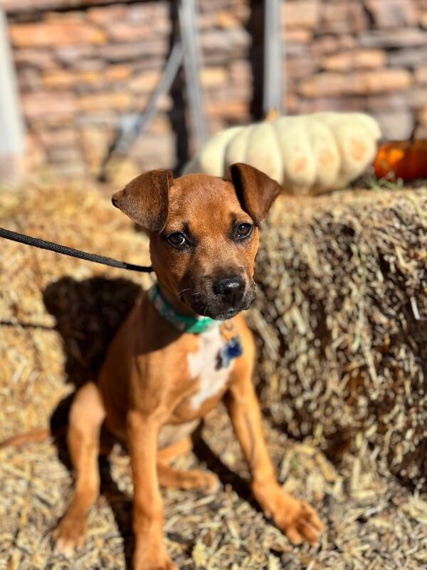 Phoebe, a Adoptable mixed breed image 6/6