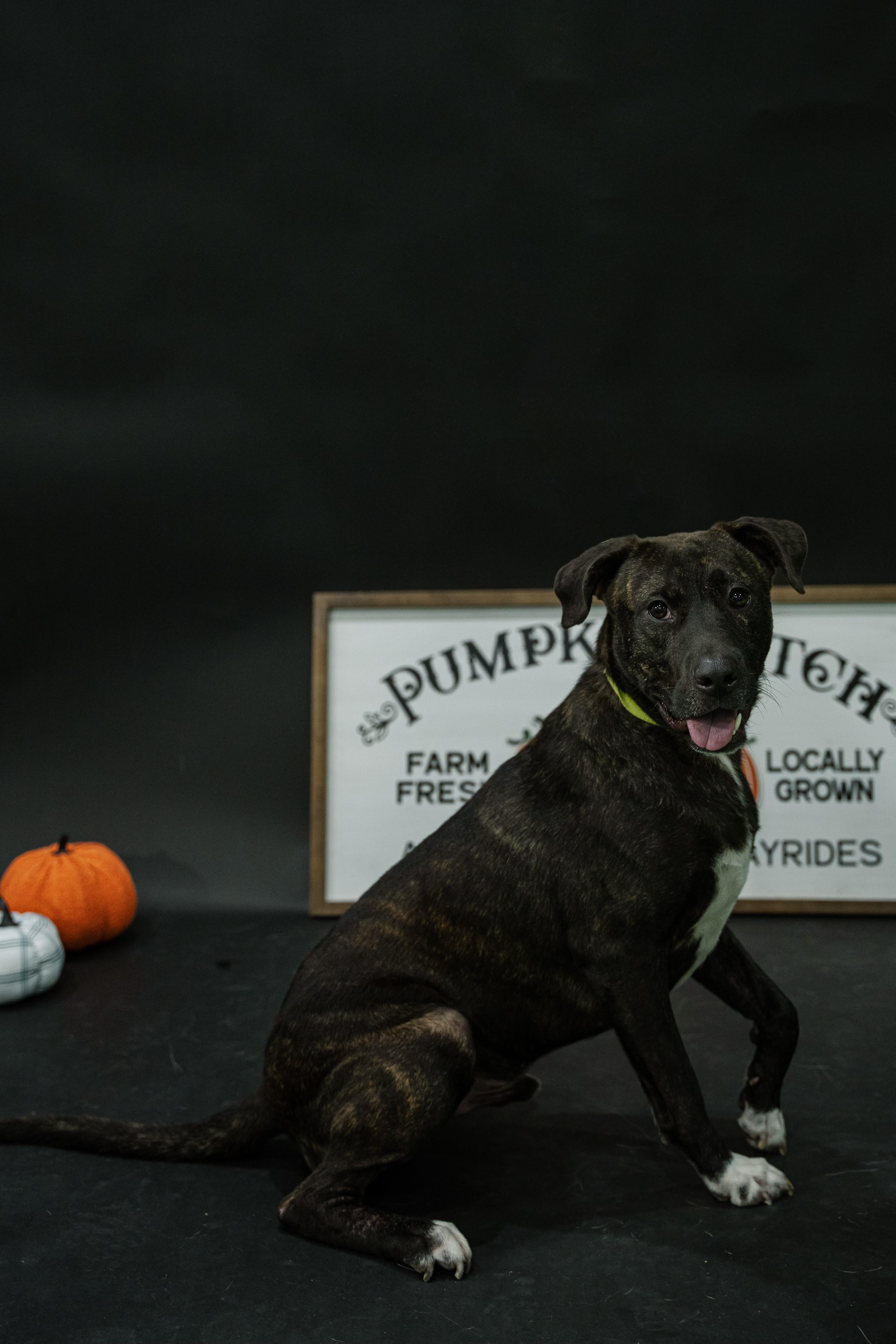 Clyde, Adopted, Young Male Labrador Retriever.
