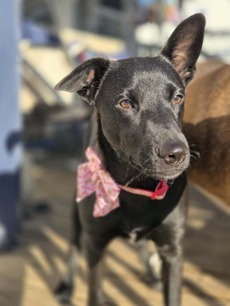 Cookie, Adoptable, Puppy Female Retriever.