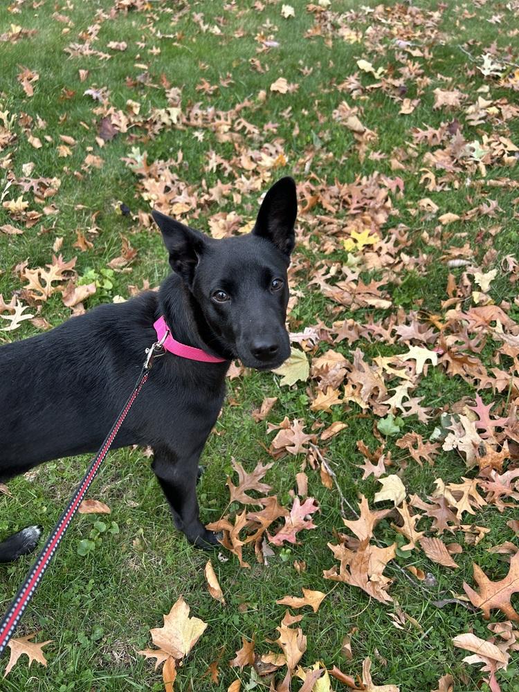 Cookie, a Adoptable mixed breed in Valley Stream, NY image 2/6