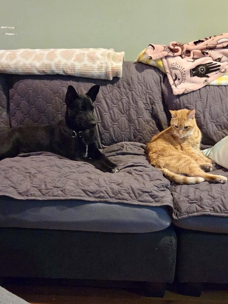 Cookie, a Adoptable mixed breed in Valley Stream, NY image 6/6