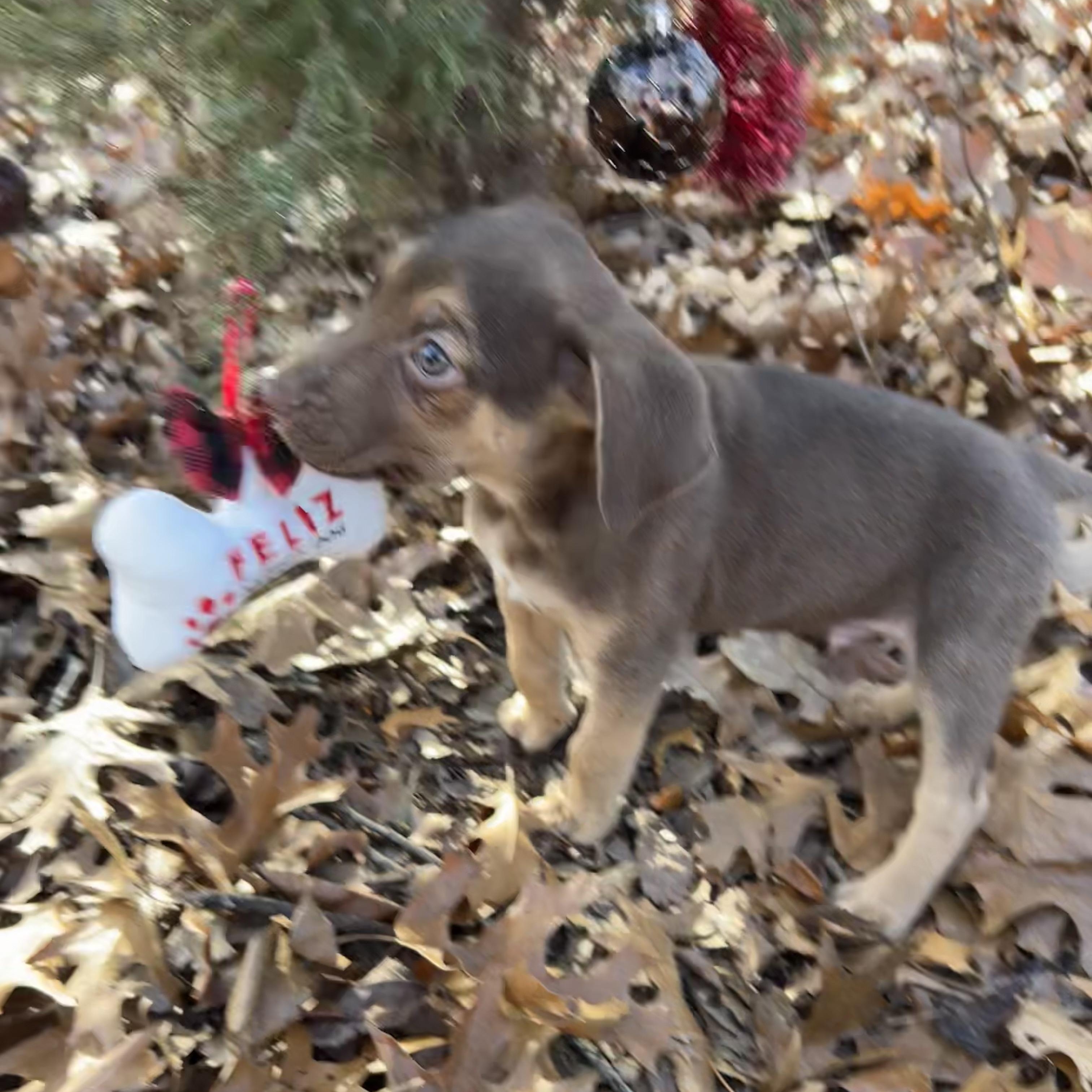 Pigeon, an adopted Shepherd in Springfield, MO image 2/3