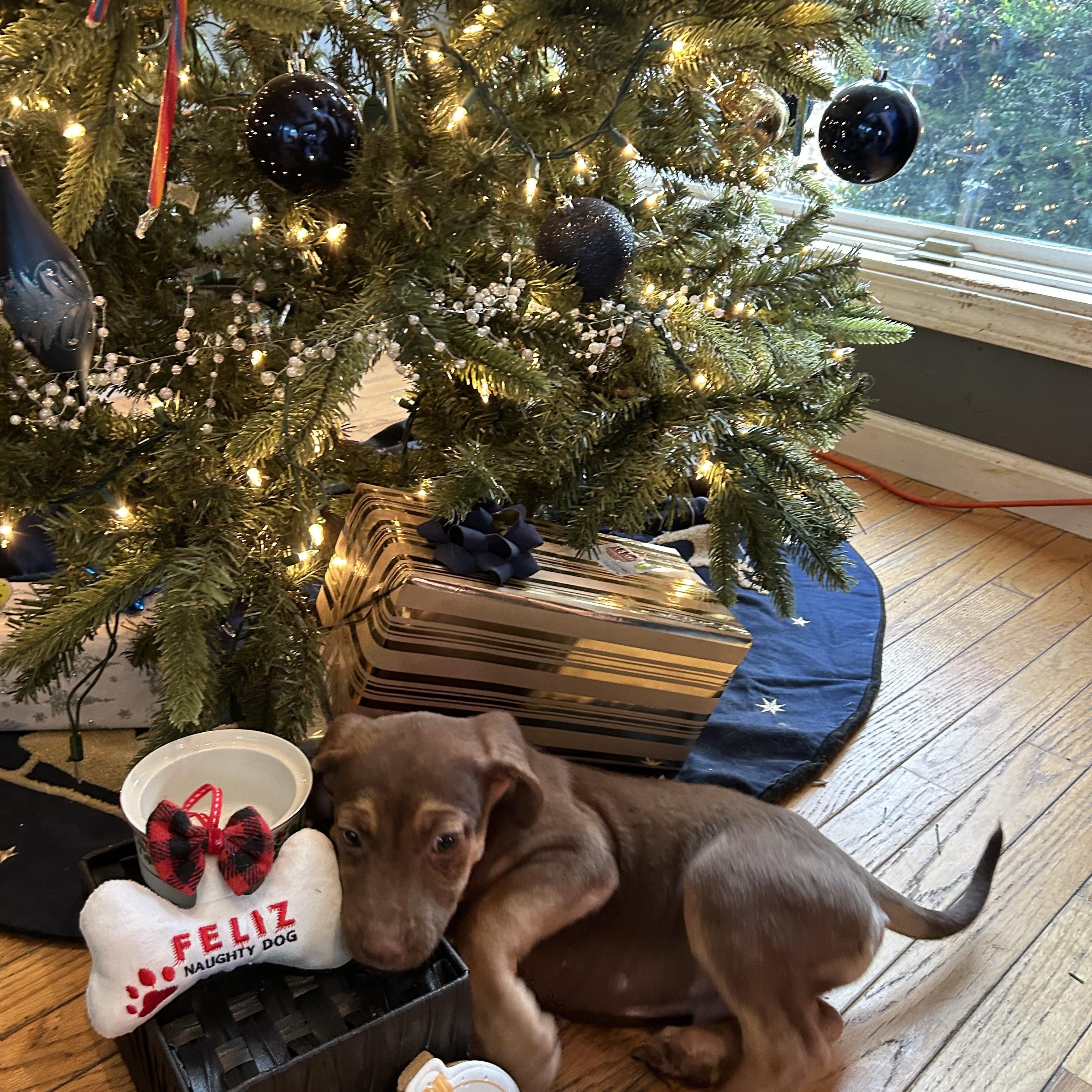 Pigeon, an adopted Shepherd in Springfield, MO image 3/3