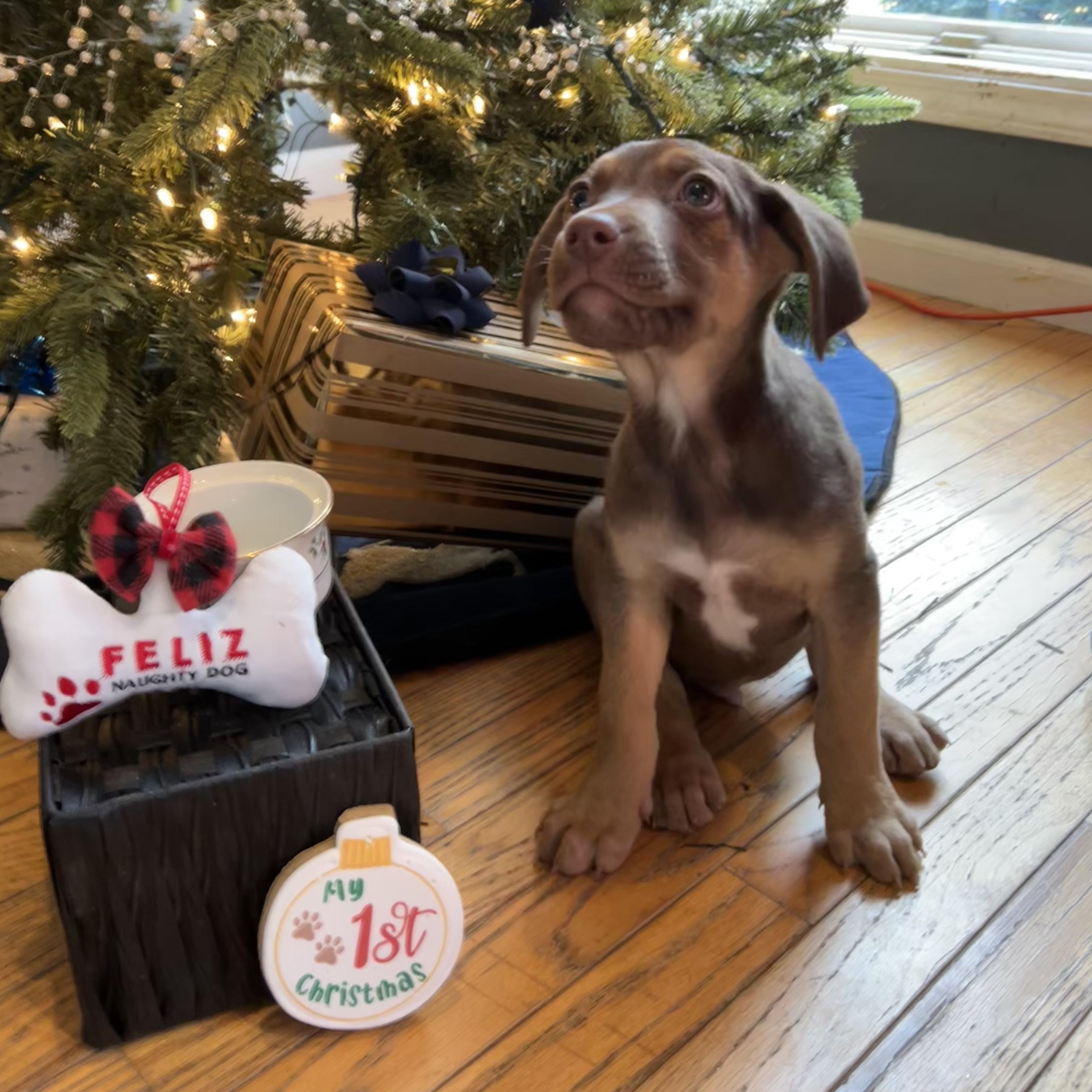 Pigeon, an adopted Shepherd in Springfield, MO image 1/3