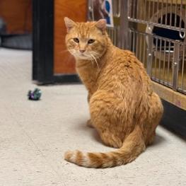 Palmer, Adoptable, Adult Male Domestic Short Hair.