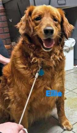 Enlarge Ellie, a ADOPTABLE Golden Retriever in Sudbury, MA image 1/1