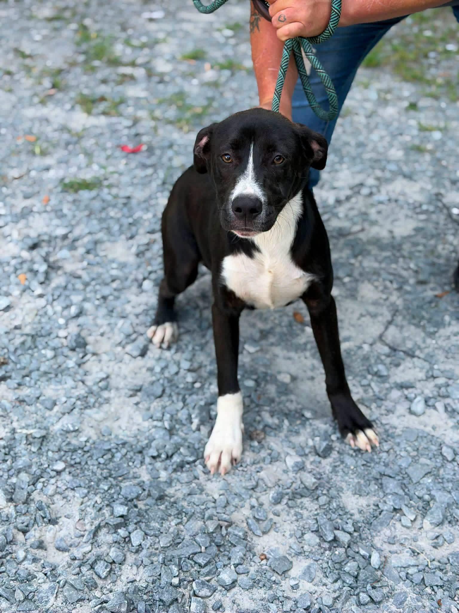 Enlarge Bama, a ADOPTABLE mixed breed in Elizabethtown, NC image 1/1