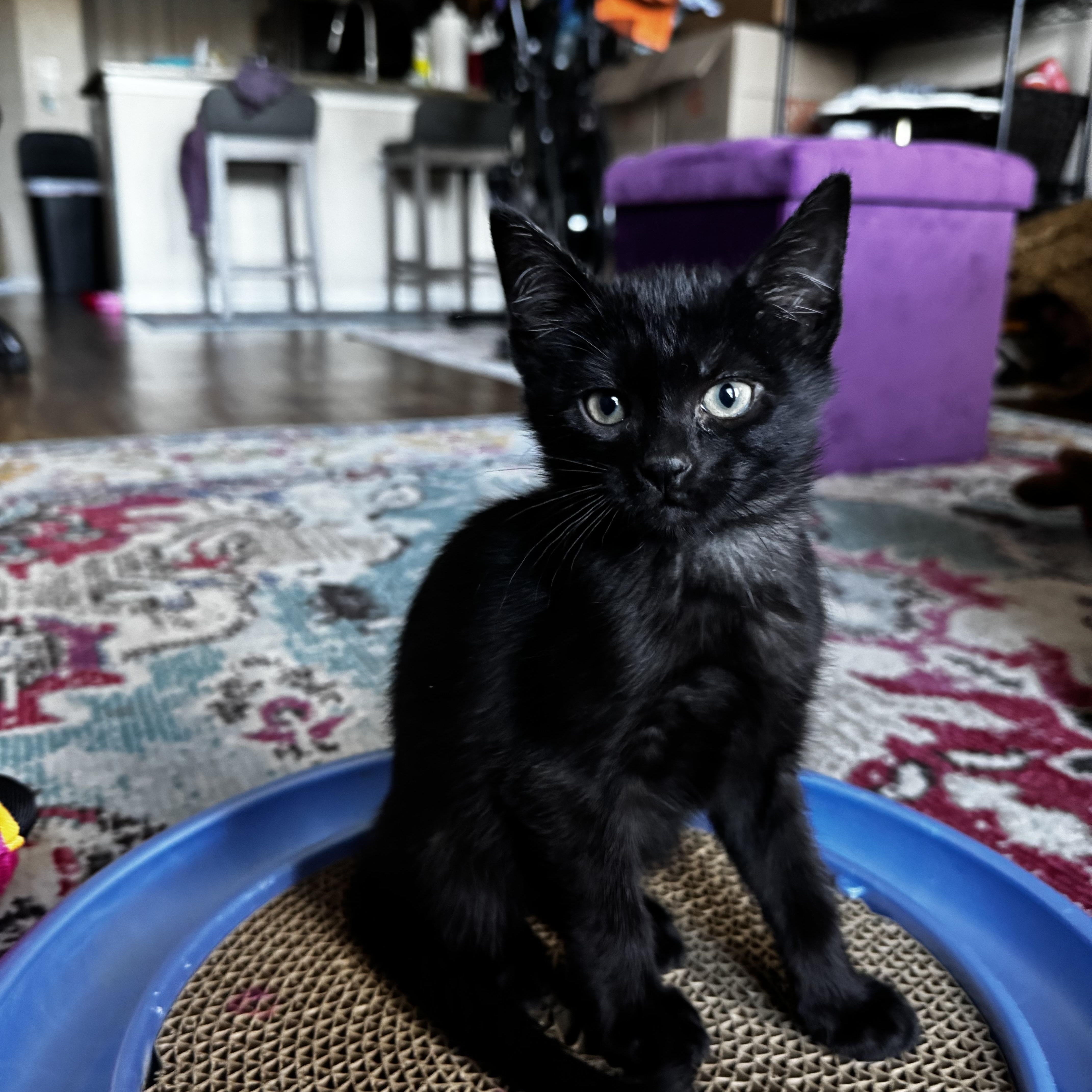 Enlarge Pip, an adopted Domestic Medium Hair in Austin, TX image 1/2