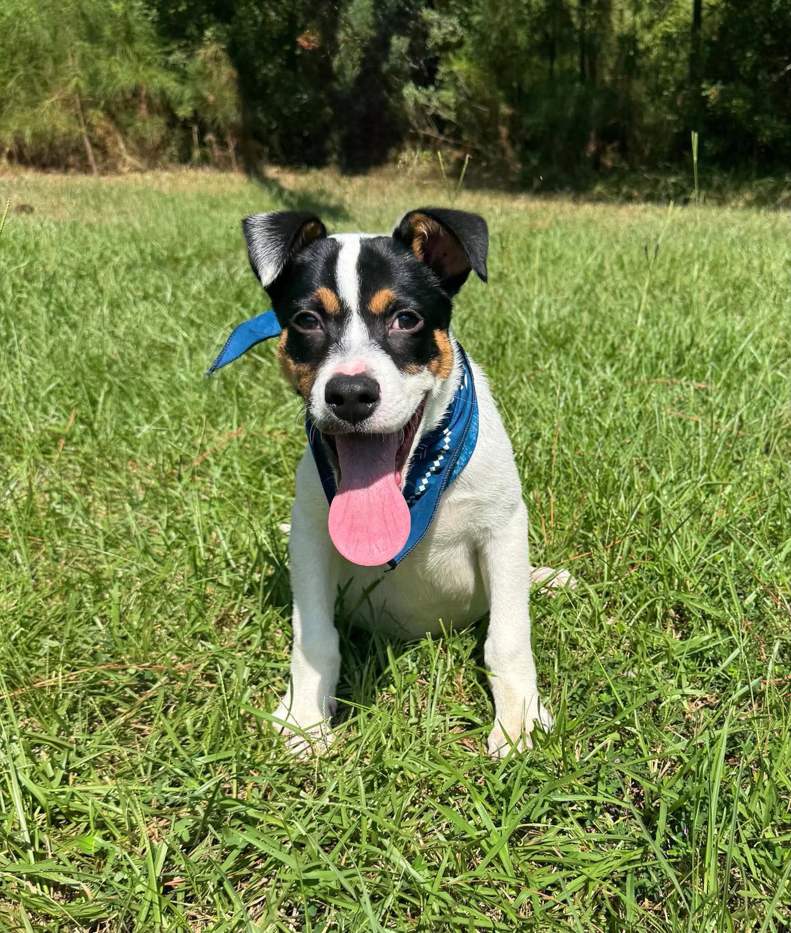 Enlarge Brody, a Adoptable Terrier in Shillington, PA image 1/3