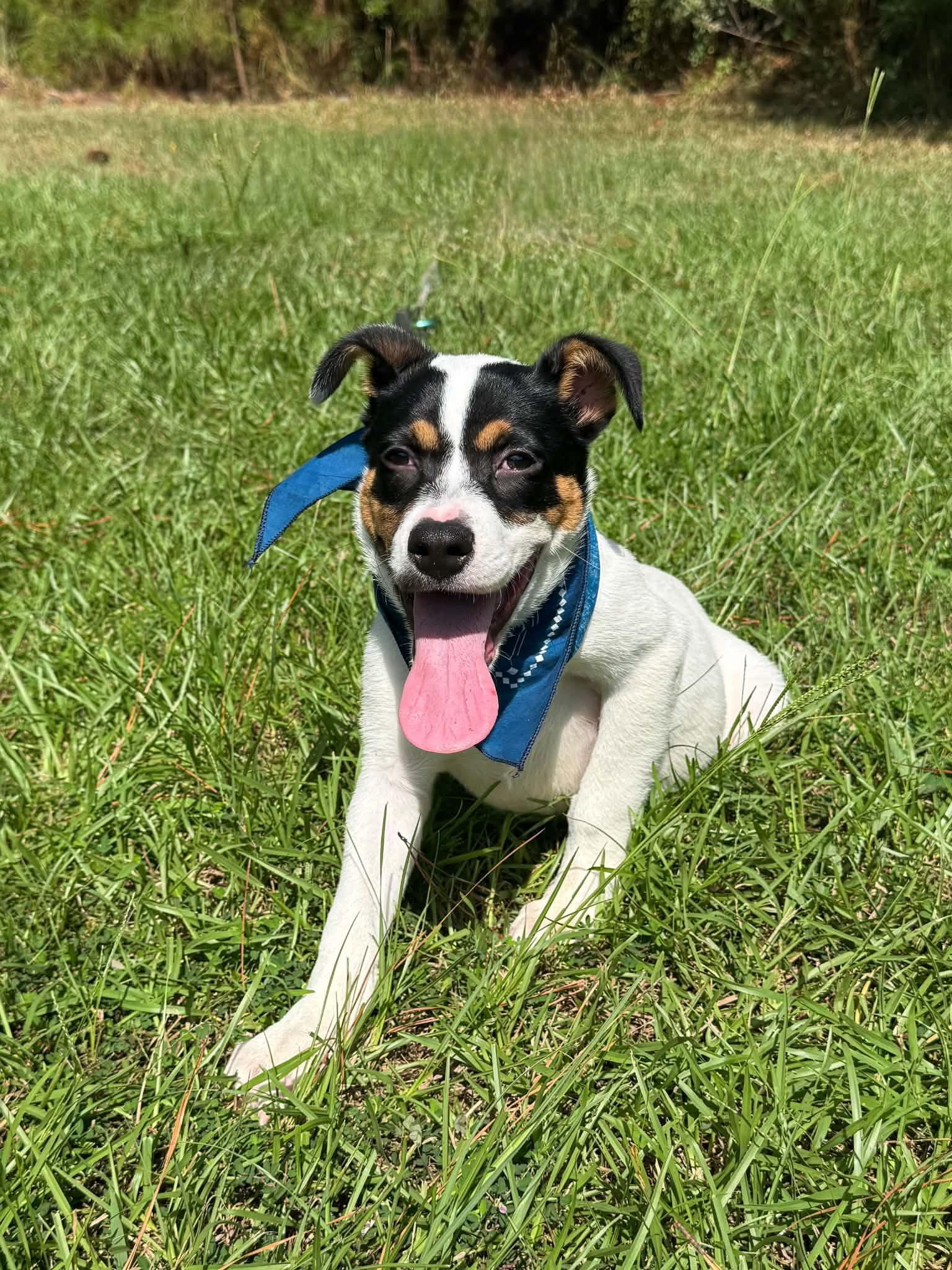 Enlarge Brody, a Adoptable Terrier in Shillington, PA image 2/3