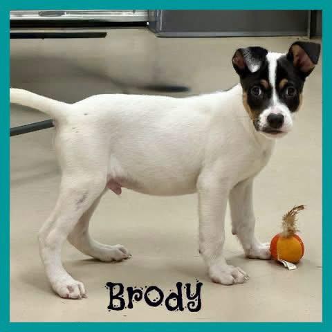 Enlarge Brody, a Adoptable Terrier in Shillington, PA image 3/3
