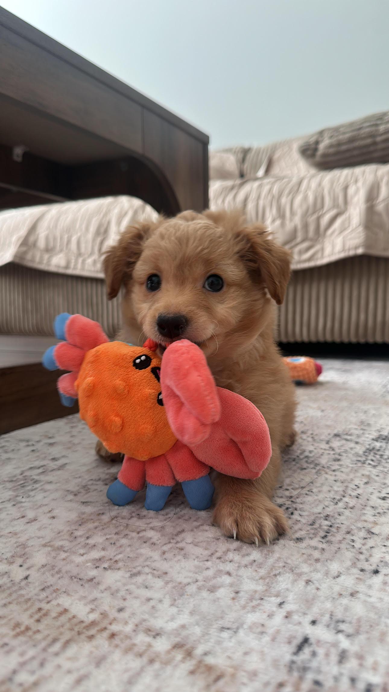 Dorito, Adopted, Puppy Male Dachshund.
