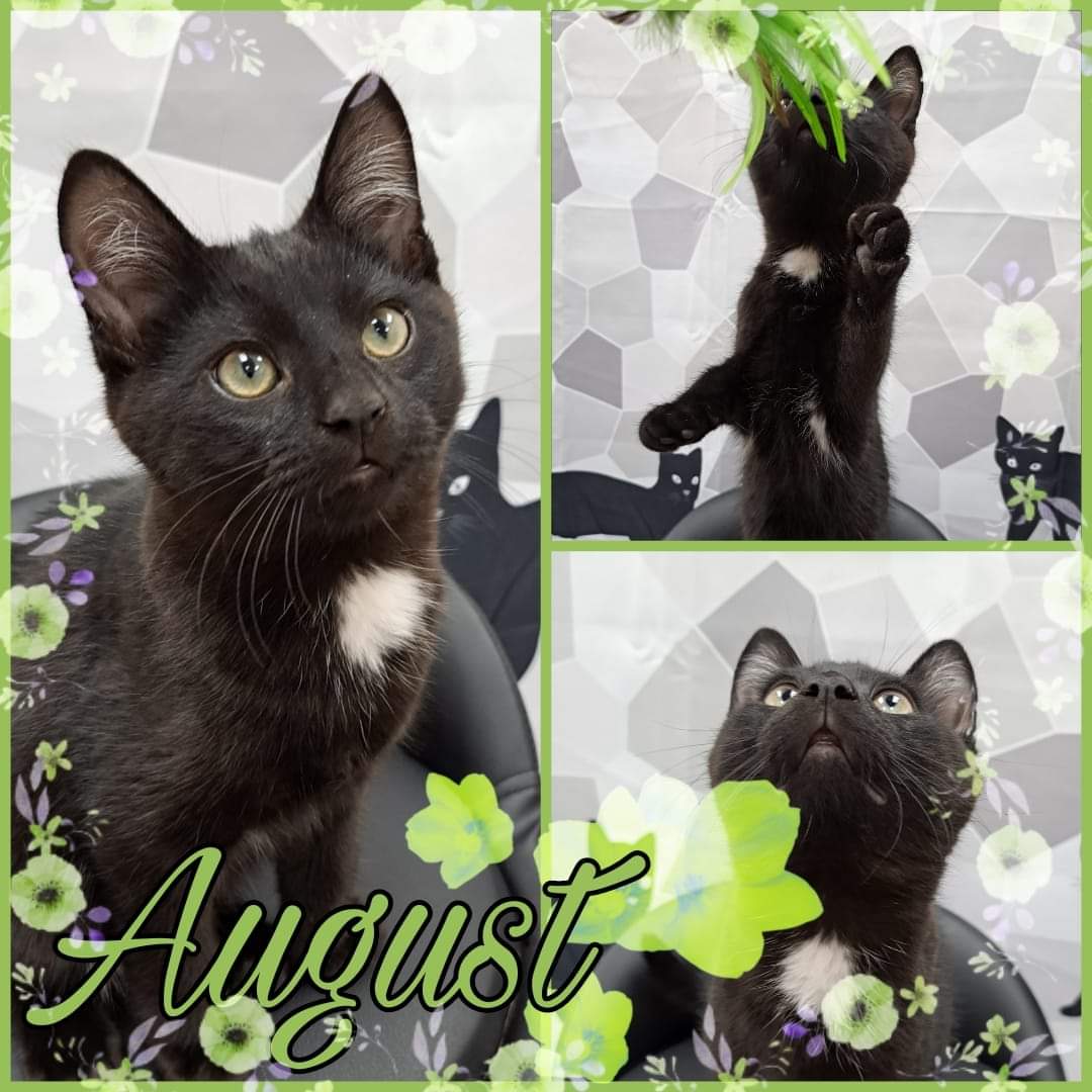 August, Adopted, Young Male Domestic Short Hair.